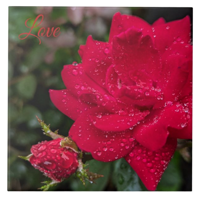 Azulejo De Cerâmica Rosa da manhã (Frente)