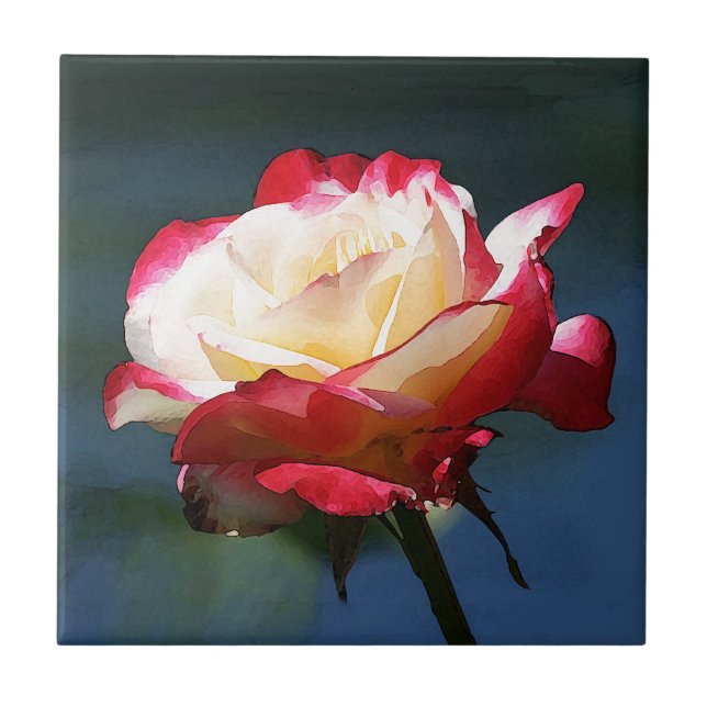 Azulejo De Cerâmica "Rosa de chá híbrido do prazer dobro" (Frente)