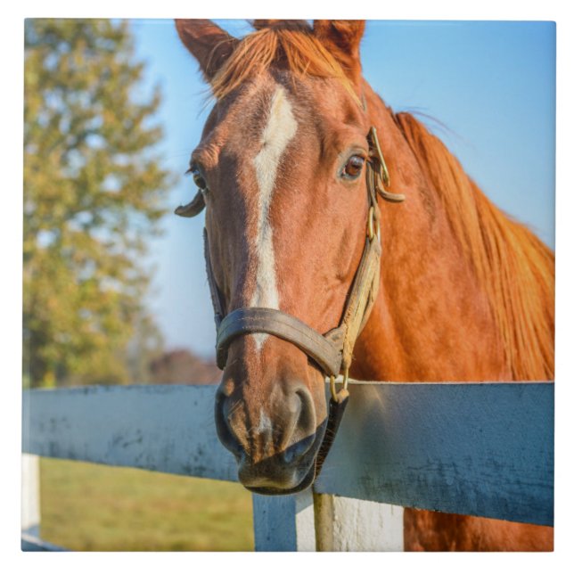 Azulejo De Cerâmica Rosa de crepúsculo | Cavalo de raça pura (Frente)