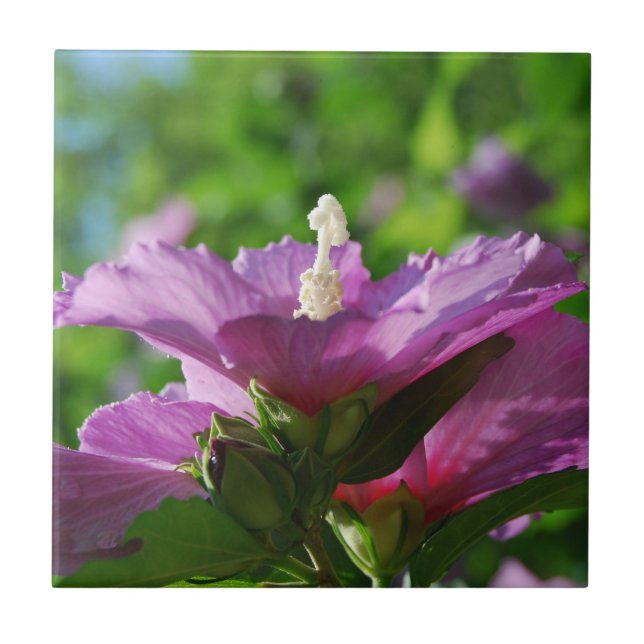 Azulejo De Cerâmica Rosa de flores de Sharon (Frente)