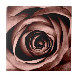Azulejo De Cerâmica Rosa de macro