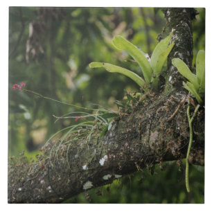 Azulejo De Cerâmica Rosa-de-rosa, Bletia purpurea, florescendo em Mang