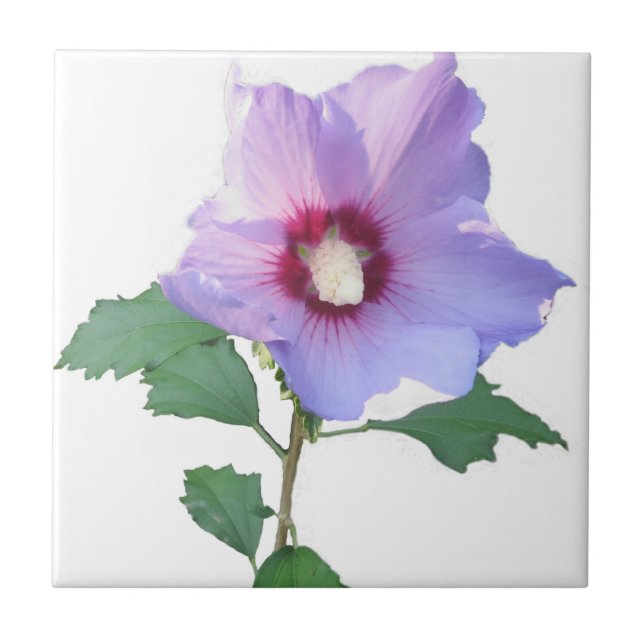 Azulejo De Cerâmica Rosa de Sharron (Frente)