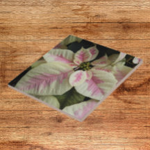 Rosa e Creme Marble Poinsettia Floral