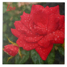 Rosa em Aquarela