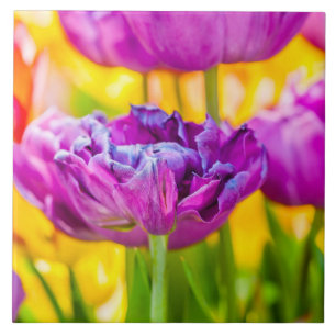 Azulejo De Cerâmica Rosa escuro Enchanting das tulipas