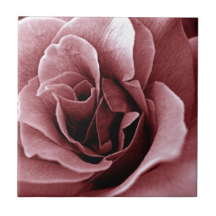 Azulejo De Cerâmica Rosa Flor Monocromática em Close Up