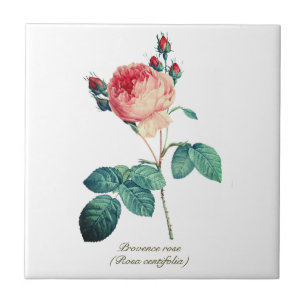 Azulejo De Cerâmica Rosa Floral de Proveniência Botânica Rosa Vintage