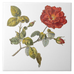 Azulejo De Cerâmica Rosa Gallica Linda Rosa de Vintage Red Antique