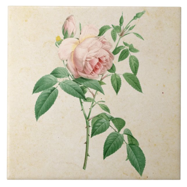 Azulejo De Cerâmica Rosa indica fragrans - ilustração botânica (Frente)
