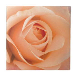 Azulejo De Cerâmica Rosa laranja