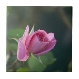 Azulejo De Cerâmica Rosa Rosa