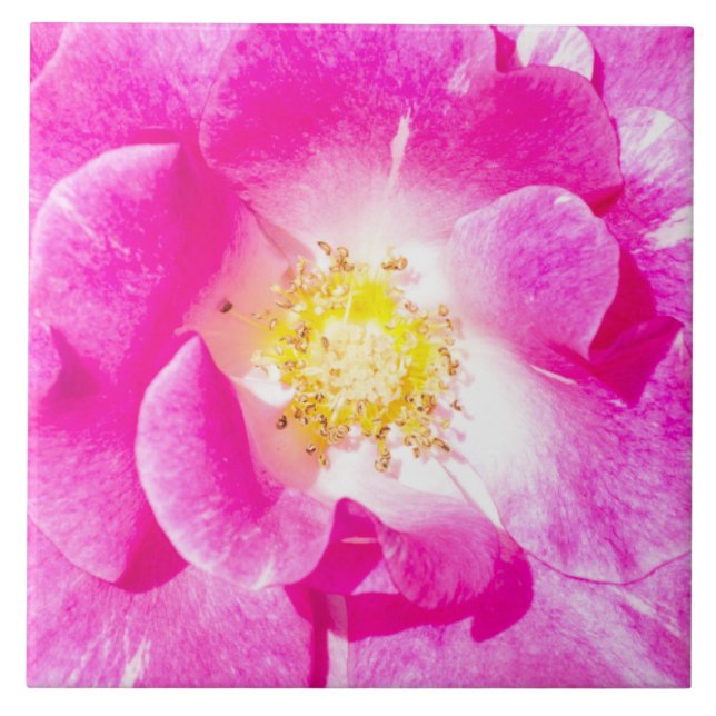 Azulejo De Cerâmica Rosa rosa (Frente)