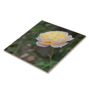 Azulejo De Cerâmica Rosa Rosa Amarelo Pastel