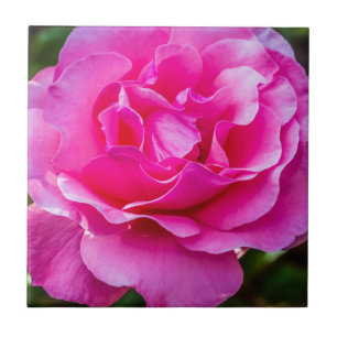 Azulejo De Cerâmica Rosa rosa delicada.
