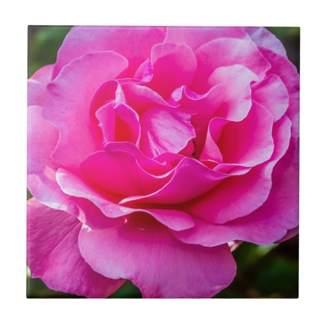 Azulejo De Cerâmica Rosa rosa delicada. (Frente)