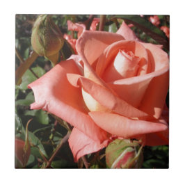Azulejo De Cerâmica Rosa Rosa Peachy