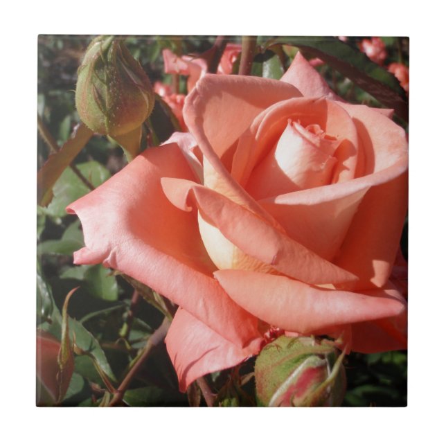 Azulejo De Cerâmica Rosa Rosa Peachy (Frente)