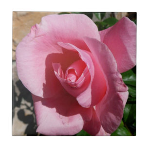 Azulejo De Cerâmica Rosa Rosa Rosa