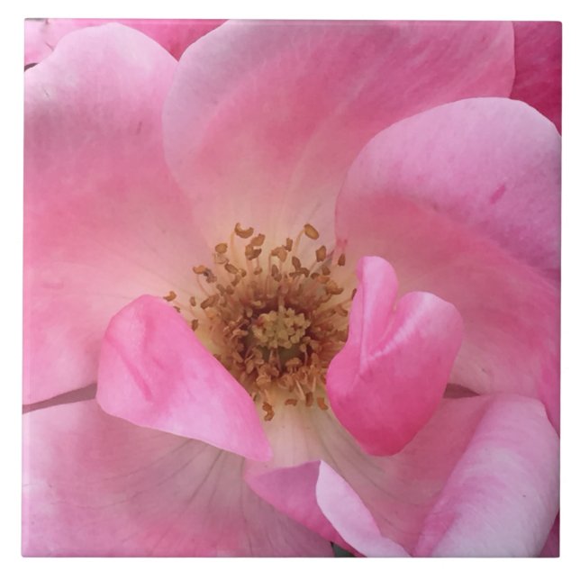 Azulejo De Cerâmica Rosa Rosa Rosa (Frente)