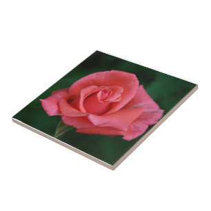Azulejo De Cerâmica Rosa Rosa Rosa
