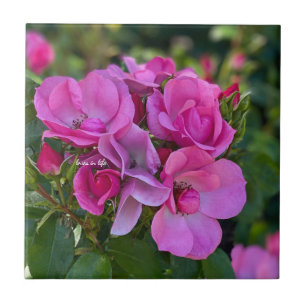 Azulejo De Cerâmica Rosa Rosa Rosa lavanda
