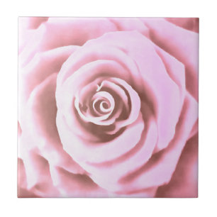 Azulejo De Cerâmica Rosa Rosa Rosa Pálida Grande Artística