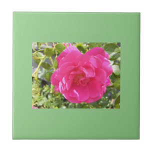Azulejo De Cerâmica Rosa Rosa Rosa Rosa
