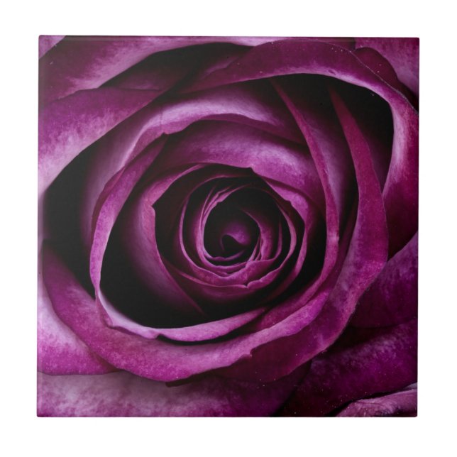 Azulejo De Cerâmica Rosa Roxa Escura (Frente)