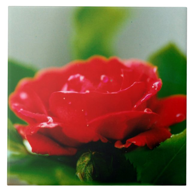 Azulejo De Cerâmica Rosa vermelha de manhã coberta com gotas de orvalh (Frente)