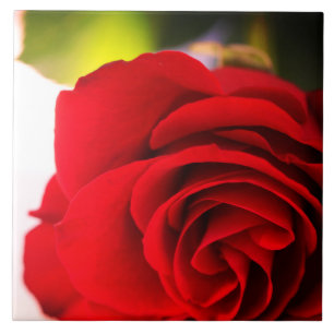 Azulejo De Cerâmica Rosa vermelha Petais Flor Floral