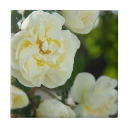Azulejo De Cerâmica Rosas brancas fofas para positivo  