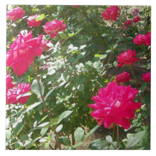 Azulejo De Cerâmica Rosas da Fúchsia em todo lugar