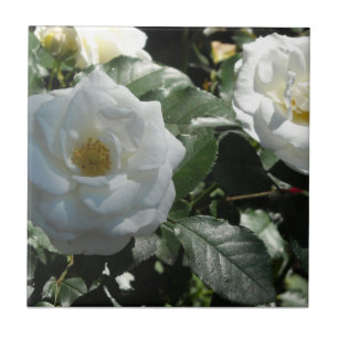 Azulejo De Cerâmica Rosas de Chá Brancas