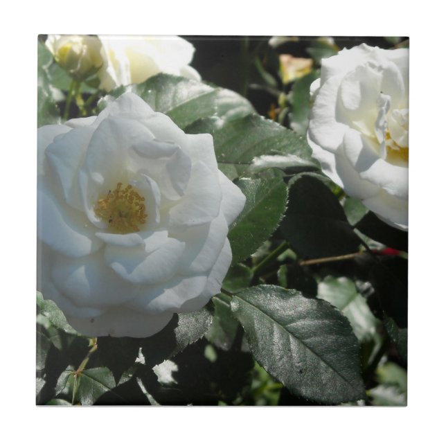 Azulejo De Cerâmica Rosas de chá branco (Frente)