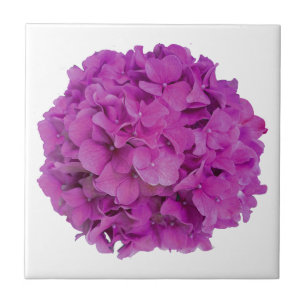 Azulejo De Cerâmica Rosas de hidrangeas florais magenta cor-de-rosa El