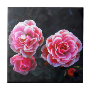 Azulejo De Cerâmica Rosas de Janeiro