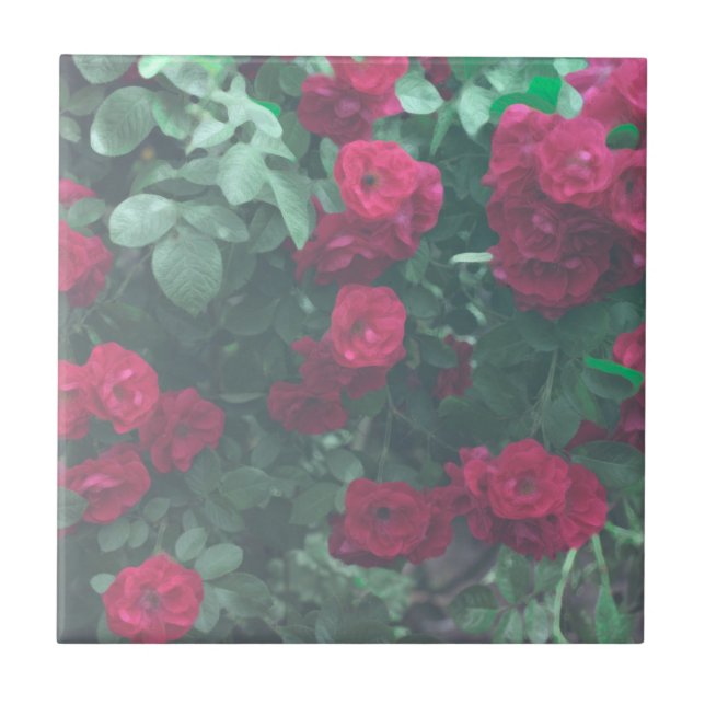 Azulejo De Cerâmica Rosas vermelhas Verdes Pálidas Flores Desenhando (Frente)