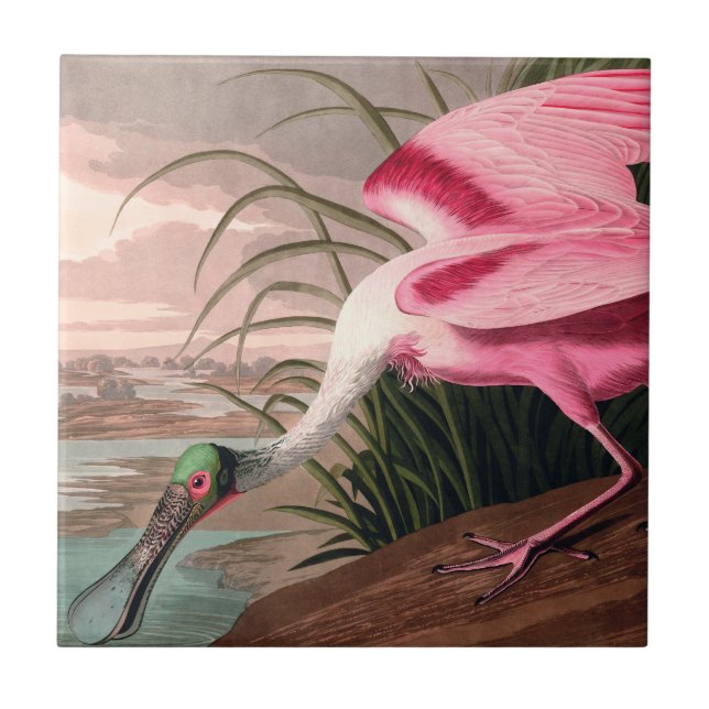 Azulejo De Cerâmica Roseate Spoonbill Audubon Bird Willife (Frente)