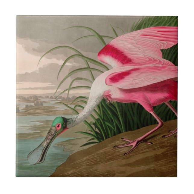 Azulejo De Cerâmica Roseate Spoonbill Birds, Impressão da América Audu (Frente)