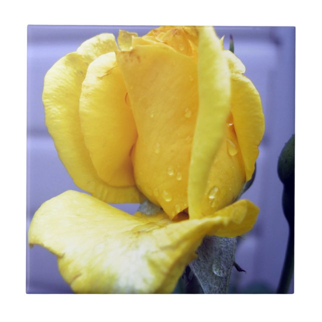 Azulejo De Cerâmica Rosebud Amarela (Frente)