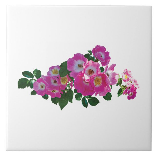 Azulejo De Cerâmica Roseira Trepadeira Rosa (Frente)