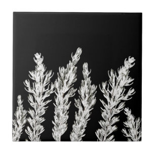 Azulejo De Cerâmica Rosemary Herb deixa branquelo preto