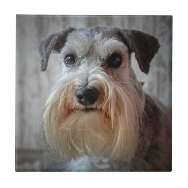 Azulejo De Cerâmica Rosto de Cachorro Schnauzer (Frente)