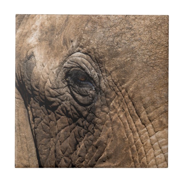 Azulejo De Cerâmica Rosto de um Elefante (Frente)