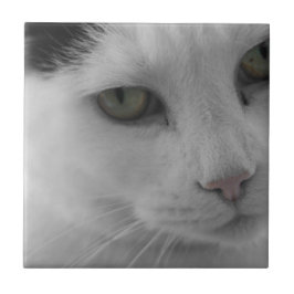 Azulejo De Cerâmica Rostos de gatos pretos e brancos