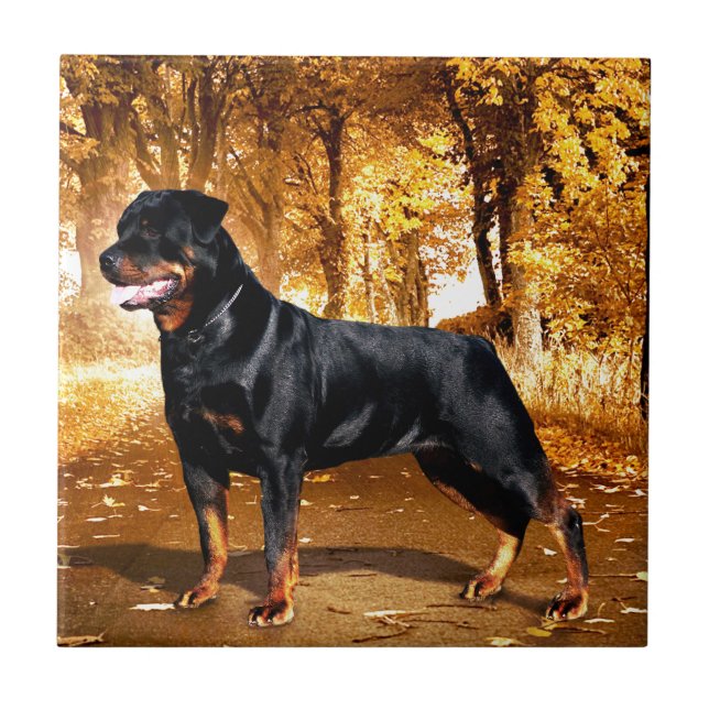 Azulejo De Cerâmica Rottweiler (Frente)