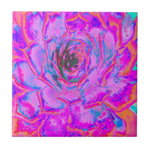 Azulejo De Cerâmica Roxo e Magenta Suculenta Sedum Roseta