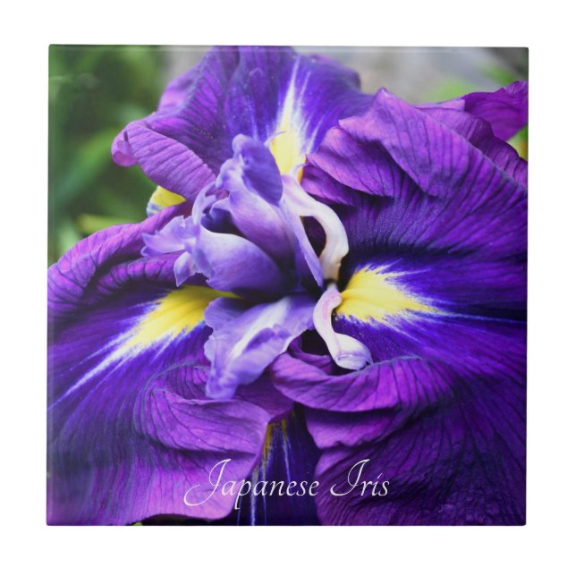 Azulejo De Cerâmica Roxo Japonês Iris Bloom Floral (Frente)
