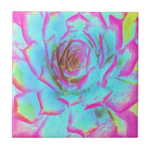 Roxo Quente e Azul Suculento Sedum Roseta